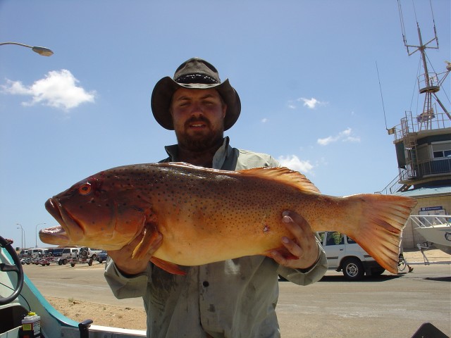 Coral Trout